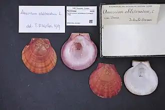 Dentamussium obliteratum