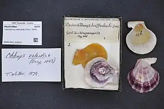 Talochlamys zelandiae