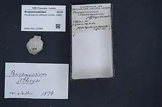 Propeamussium jeffreysii