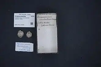 Propeamussium steindachneri