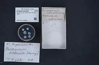 Parvamussium siebenrocki