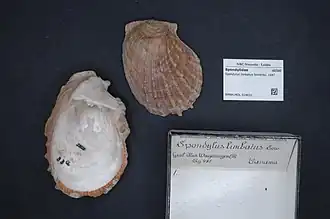 Spondylus limbatus