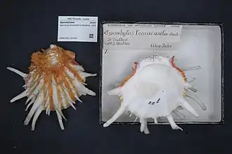 Spondylus leucacanthus