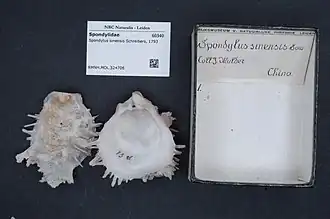 Spondylus sinensis