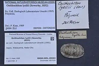 Onithochiton lyellii