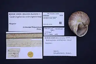 Codringtonia codringtonii