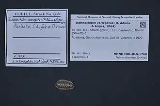 Ischnochiton (Ischnochiton) variegatus