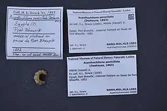 Acanthochitona penicillata