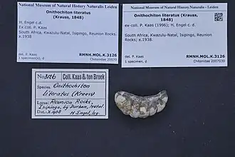 Onithochiton literatus