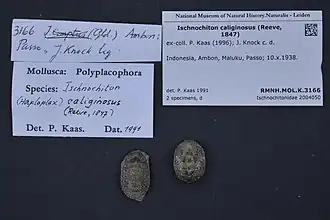 Ischnochiton (Haploplax) caliginosus