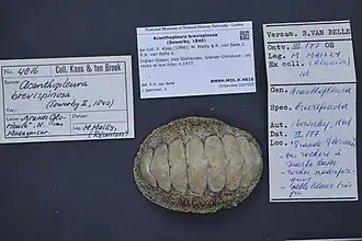 Acanthopleura brevispinosa