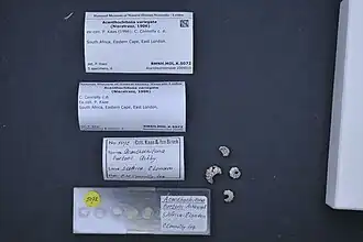 Acanthochitona variegata