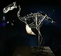 Reconstructie van het skelet van een dodo