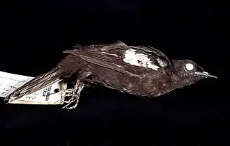 Zwart-witte buulbuul