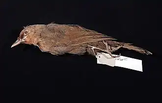 Javaanse lijstergaai