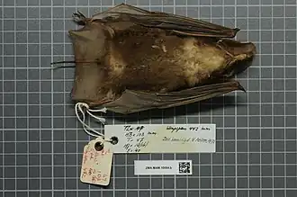 Otomops martiensseni