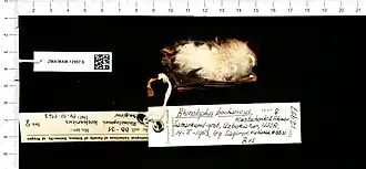 Rhinolophus bocharicus