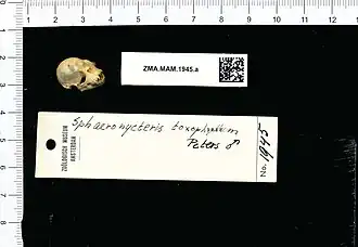 Sphaeronycteris toxophyllum