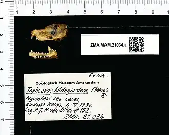 Taphozous hildegardeae