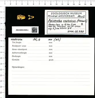 Alionoctula ceylonica