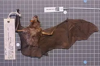 Rhinolophus clivosus