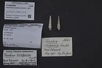 Hastulopsis suspensa