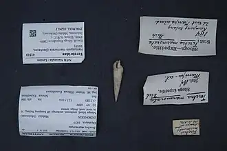 Hastulopsis marmorata