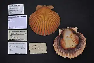 Argopecten purpuratus