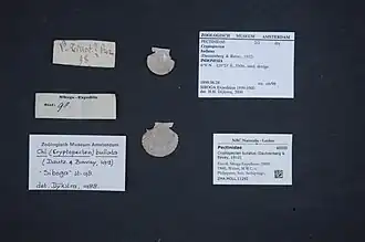 Cryptopecten bullatus