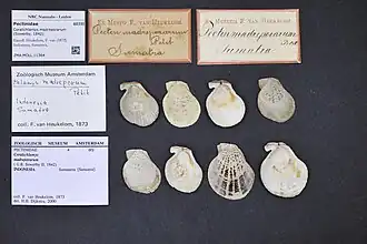 Coralichlamys madreporarum