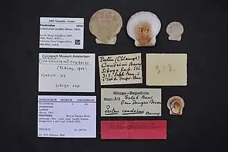 Juxtamusium coudeini