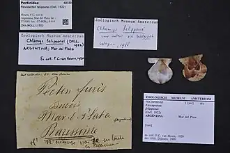 Flexopecten felipponei