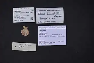 Laevichlamys gladysiae