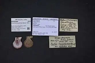 Mimachlamys gloriosa