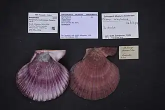 Mimachlamys scabricostata