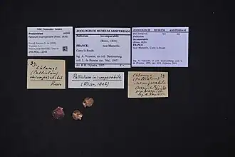 Palliolum incomparabile