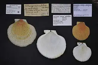 Zygochlamys delicatula