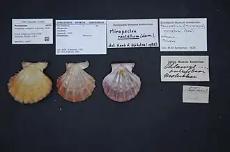 Mirapecten rastellum