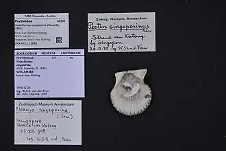 Volachlamys singaporina