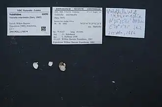 Yoldiella intermedia