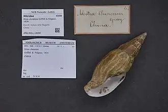 Mitra chinensis