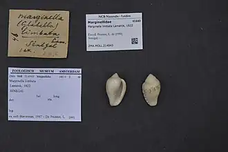 Marginella limbata