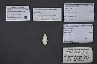 Mitra pellisserpentis