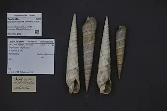 Duplicaria duplicata