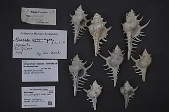 Murex (Murex) coppingeri