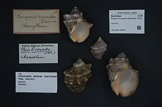 Stramonita biserialis