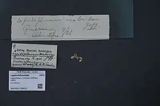 Geruite pissebedkeverslak