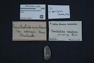 Acanthochitona astrigera