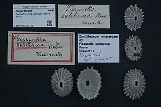 Medusafissurella salebrosa