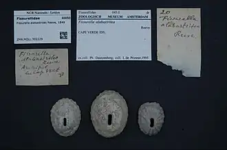 Fissurella alabastrites